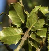 dub  <i>(Quercus calliprinos)</i> / List