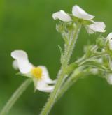 jahodník truskavec <i>(Fragaria moschata)</i> / Květ/Květenství