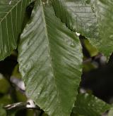 buk velkolistý <i>(Fagus grandifolia)</i> / List