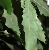 dub kaštanolistý <i>(Quercus castaneifolia)</i> / List