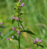 konopice pýřitá <i>(Galeopsis pubescens)</i> / Habitus