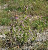 konopice pýřitá <i>(Galeopsis pubescens)</i> / Habitus