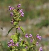 konopice pýřitá <i>(Galeopsis pubescens)</i> / Habitus