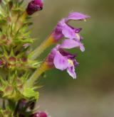 konopice pýřitá <i>(Galeopsis pubescens)</i> / Květ/Květenství