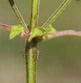 konopice pýřitá <i>(Galeopsis pubescens)</i> / Stonek