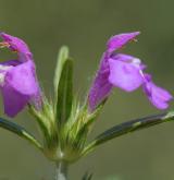 konopice úzkolistá <i>(Galeopsis angustifolia)</i> / Květ/Květenství