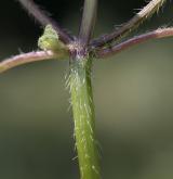 konopice sličná <i>(Galeopsis speciosa)</i> / Stonek