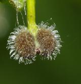 svízel přítula <i>(Galium aparine)</i> / Plod