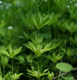 svízel vonný <i>(Galium odoratum)</i> / Habitus