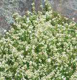 svízel hercynský <i>(Galium saxatile)</i> / Habitus