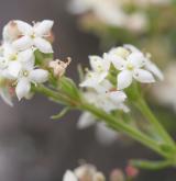 svízel hercynský <i>(Galium saxatile)</i> / Květ/Květenství