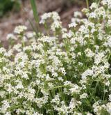 svízel hercynský <i>(Galium saxatile)</i> / Habitus