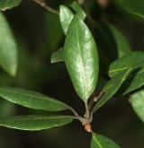 dub brusinkolistý <i>(Quercus vaccinifolia)</i>
