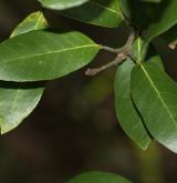dub brusinkolistý <i>(Quercus vaccinifolia)</i> / List