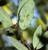 dub brusinkolistý <i>(Quercus vaccinifolia)</i> / List