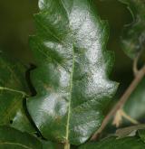 dub španělský <i>(Quercus ×hispanica)</i> / List