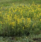 svízel syřišťový <i>(Galium verum)</i> / Habitus