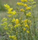 svízel syřišťový <i>(Galium verum)</i> / Habitus