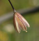 česnek planý <i>(Allium oleraceum)</i>