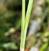 česnek kýlnatý <i>(Allium carinatum)</i> / List