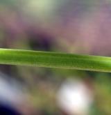 česnek kýlnatý <i>(Allium carinatum)</i> / List