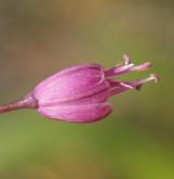 česnek kýlnatý <i>(Allium carinatum)</i> / Květ/Květenství