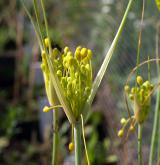 česnek žlutý <i>(Allium flavum)</i>