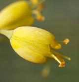 česnek žlutý <i>(Allium flavum)</i>