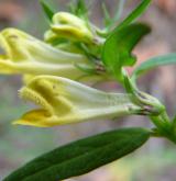 černýš luční <i>(Melampyrum pratense)</i> / Květ/Květenství