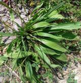 jitrocel kopinatý <i>(Plantago lanceolata)</i>