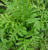 pcháč zelinný  <i>(Cirsium oleraceum)</i>