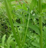 pcháč zelinný  <i>(Cirsium oleraceum)</i> / List