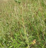 pcháč obecný <i>(Cirsium vulgare)</i> / Habitus