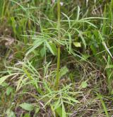 hlaváč fialový <i>(Scabiosa columbaria)</i> / List