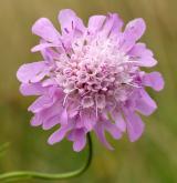 hlaváč fialový <i>(Scabiosa columbaria)</i>