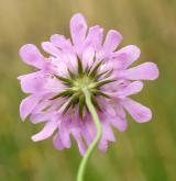 hlaváč fialový <i>(Scabiosa columbaria)</i> / Květ/Květenství