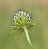 hlaváč fialový <i>(Scabiosa columbaria)</i>