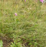 hlaváč fialový <i>(Scabiosa columbaria)</i> / Habitus