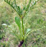 hlaváč fialový <i>(Scabiosa columbaria)</i> / Habitus