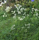 svízel severní <i>(Galium boreale)</i> / Habitus