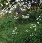 svízel severní <i>(Galium boreale)</i> / Habitus