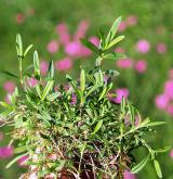 hvozdík kropenatý <i>(Dianthus deltoides)</i> / List
