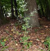 svízel lesní <i>(Galium sylvaticum)</i> / Habitus