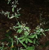 svízel lesní <i>(Galium sylvaticum)</i> / Habitus