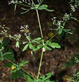 svízel lesní <i>(Galium sylvaticum)</i> / Habitus