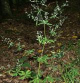 svízel lesní <i>(Galium sylvaticum)</i> / Habitus