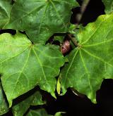 javor mono <i>(Acer pictum)</i> / List
