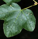 javor kožovitý <i>(Acer ×coriaceum)</i> / List