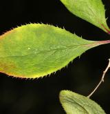 dřišťál kanadský <i>(Berberis canadensis)</i> / List