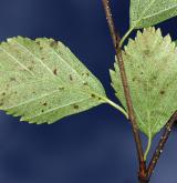 bříza drobnolistá <i>(Betula microphylla)</i> / List